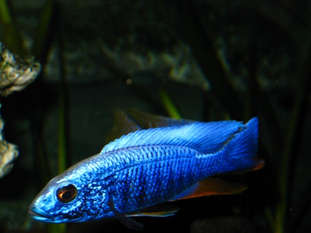 2011121175916_Acquario 2 125.jpg